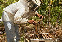 IMDOC0871 Producción de miel.jpg