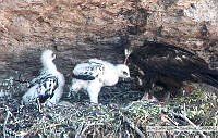 JCCS014 Aquila chrysaetos.tif