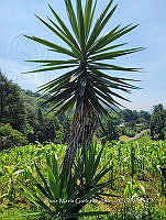 SG019 0045 Yucca gigantea.jpg