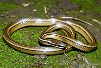 MDL0333 Rhadinaea gaigeae.jpg