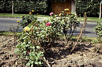 2491 Dahlia pinnata.jpg