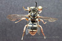 CGVM1238 Triepeolus helianthi.jpg