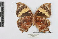 JF018 0321 Hypna clytemnestra mexicana.jpg