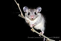 FCMB011 Rodentia.jpg