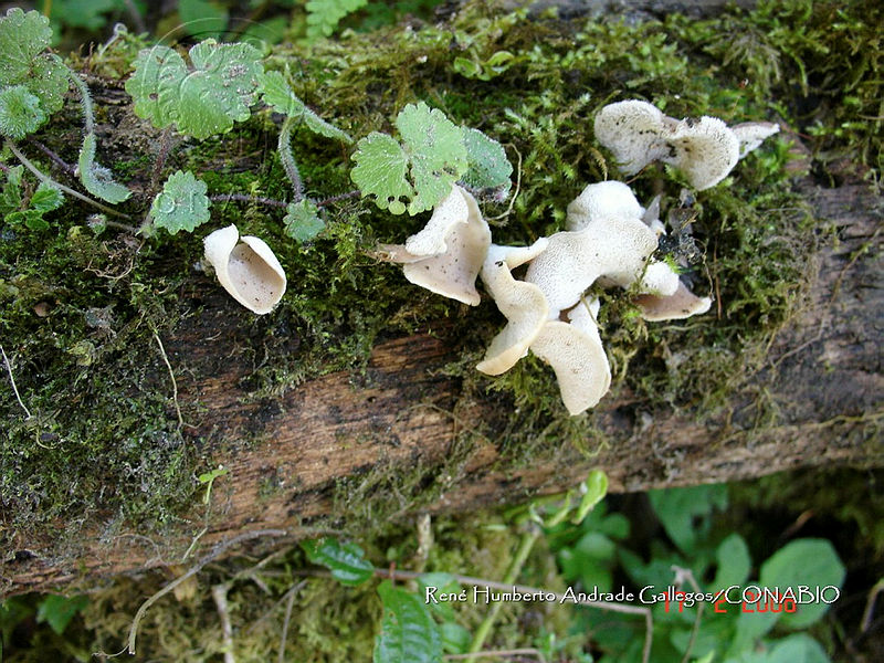 HC014%200249%20Auriscalpium%20villipes.jpg.iieFnbv6MfGrbWVhQA3g0JtbmFja29CbnFuZ3NAbXJ6LGtwZwA.JPL 4a 1FC