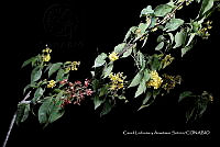 Huitz 1293 Tetrapterys schiedeana.jpg