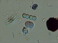 UNAMGAMZ-27 Cyanothece sp..jpg