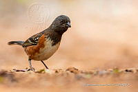 JRRO0337 Pipilo maculatus.jpg