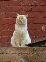 CGL0963 Felis catus.jpg