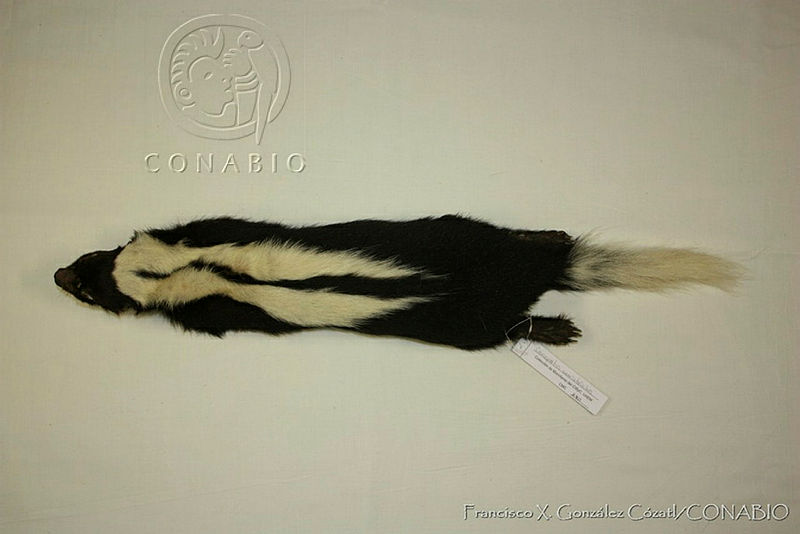 FXGC0016%20Conepatus%20semistriatus.jpg.rSfr59n1MWWHHUNhQA3g0JtbmFja29CbnFuZ3NAbXJ6LGtwZwA.6Opz tlZ9y