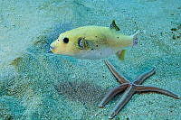 CNS1121 Arothron meleagris.jpg