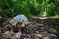 MN6PyH0086 Phaeoclavulina cyanocephala.jpg