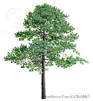 ANP0351 Pinus teocote.jpg