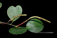 Zongo 0277 Peperomia obtusifolia (L.) A.Dietr..jpg