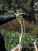 ZG007 0492 Ceratozamia alvarezii.jpg