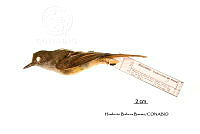 ME006 Aves 0677 Myiarchus tuberculifer.jpg