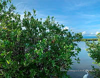 TE001 0259 Hábitat de Crocodylus acutus.jpg