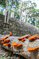 MN6PyH0081 Trametes sanguinea.jpg