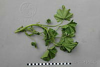 RBB0387 Malva parviflora.jpg