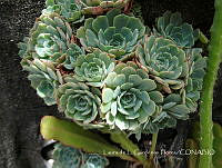 LCF0161 Echeveria secunda.jpg