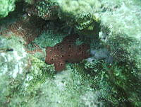 VDLCF0200 Amphimedon compressa.jpg