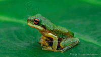 VHJA 0018 Duellmanohyla ignicolor.jpg