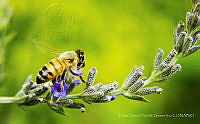 PPPS01 Apis mellifera.jpg