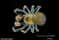 ME006 araña 0031 Calodipoena colima.jpg