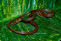 PM0302 Rhadinaea hesperia hesperioides.jpg
