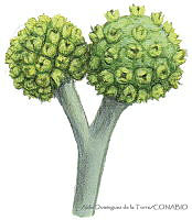 ADDLT0003 Conocarpus erectus var. sericeus.JPG