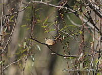 MGaves 3237 Cistothorus platensis.jpg