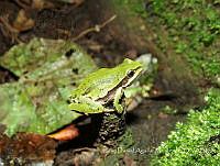 JDAM001 Dryophytes eximius.jpg