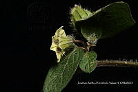 Huitz 1926 Physalis orizabae Dun..jpg