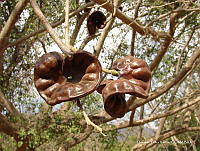 OTVHK040-490 Enterolobium cyclocarpum.TIF