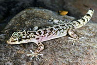 VHL0502 Phyllodactylus tuberculosus.jpg