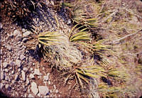 FGM3523 Hechtia sp..JPG