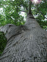 CGL0615 Ceiba sp..jpg