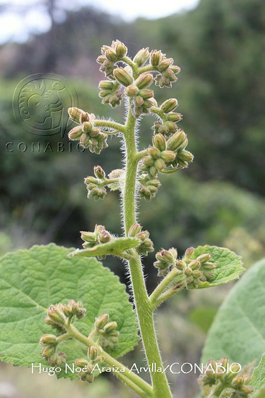 JF140%200455%20Ptelea%20trifoliata.jpg.nyeYuf zMe01rdthQA3g0JtbmFja29CbnFuZ3NAbXJ6LGtwZwA.vHyTnYSv g