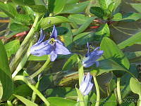 JRBBFM026-118 Heteranthera rotundifolia.jpg