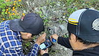 WI005 0085 Tliltocatl schroederi.jpg