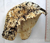 CBA0323 Russula chloroides.JPG