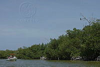 TEO099 Río Lagartos, Yucatán.jpg