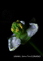 JF078 0643 Sagittaria lancifolia.jpg