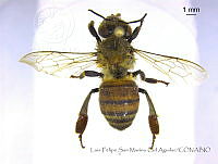 LFSMCA0069 Apis mellifera.jpg