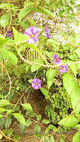 CGL4766 Lycianthes rantonnetii.JPG