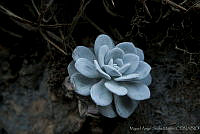 MASM01390 Echeveria laui.jpg