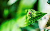 OON03 Hemiptera.jpg