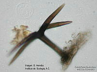 GPHA0081 Gyrothrix verticlada.jpg