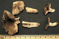 RGO0123 Russula grata.JPG