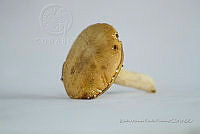 ZAPF 0707 Boletus sp..jpg